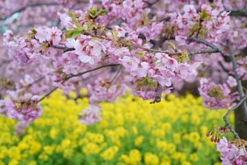 Collaboration of early blooming Kawazu cherry blossoms and rape blossoms