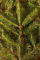 Christmas texture. Spruce branch close-up. Bright background. New year mood.