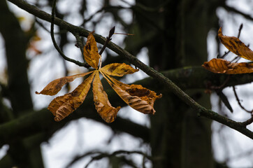 AUTUMN COLORS - The colorful season on the leaves of the chestnut tree
