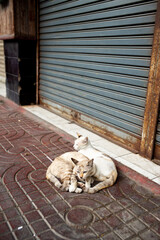 Streets and Art of life in Bangkok, Thailand