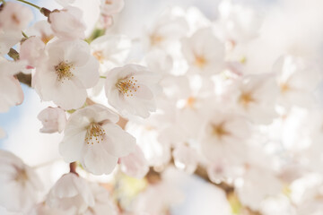 White cherry blossom in spring artistic wallpaper