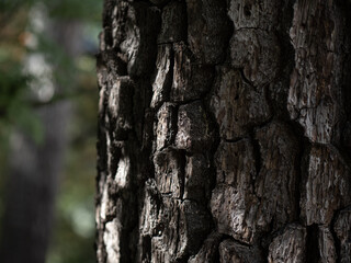 松の老木の幹