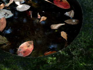 Fototapeta na wymiar 紅葉し始めた木々と日本庭園