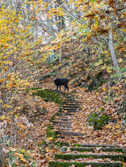 Walking on a beautiful path during fall season, Montreux, Switzerland. 