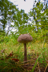 mushroom in the forest