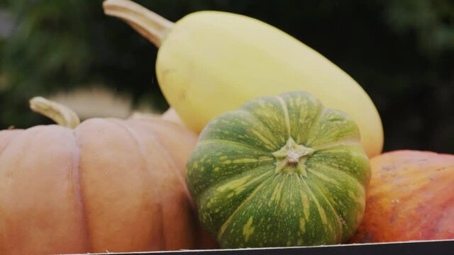 lot de l&eacute;gume d'automne, citrouille, courge, p&acirc;tisson, potimarron