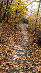 Walking on a beautiful path during fall season, Montreux, Switzerland. 