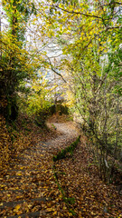 Walking on a beautiful path during fall season, Montreux, Switzerland. 