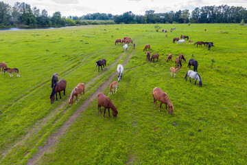 Fototapeta premium A herd of horses graze in a green meadow along the river
