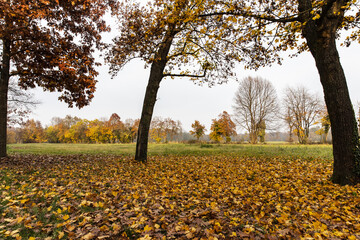 AUTUNNO NEL PARCO DI MONZA---05-11-2020. Italia