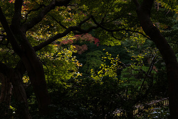 紅葉し始めた木々と日本庭園