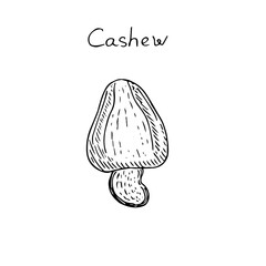 Cashew, vector illustration, hand drawing sketch