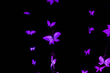 Naklejka na ściany i meble purple light butterflies