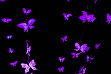 purple light butterflies