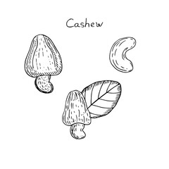 Cashew nuts with leaves, vector illustration, sketch