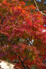 秋の鮮やかな赤色の紅葉の風景