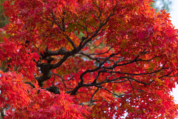 秋の鮮やかな赤色の紅葉の風景