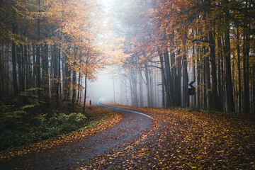 A winding road curves through autumn trees and foggy forest. View of a distant car with headlamps driving on curved highway with fallen leaves all around