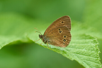 Brauner Waldvogel (Aphantopus hyperantus)	