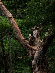 森の中の荒々しい幹を持つ木