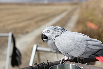 한국공원에서앵무새동호회회원님들을만나찍은사진입니다