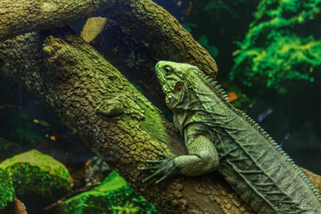 Cuban Iguana lounging on a tree branch blending in with its surroundings.