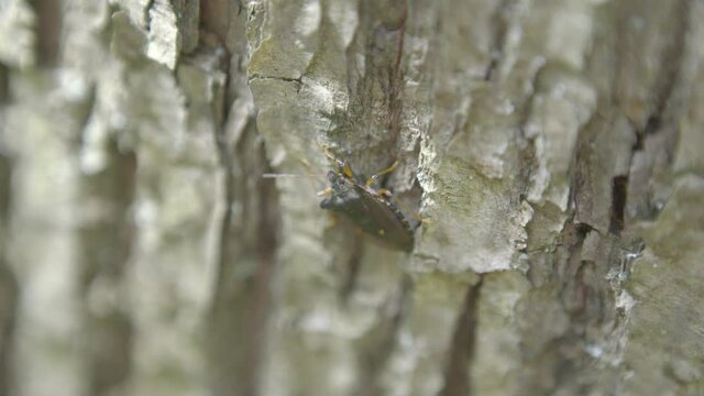 Bugs crawling on a tree bark. (Neoacledra drogon).