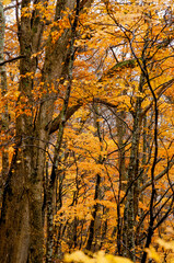 Autumn leaves fall leaves Japanese maple