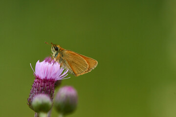 Braunkolbiger Braun-Dickkopffalter an einer Distel	
