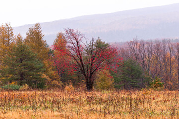 Autumn leaves fall leaves Japanese maple