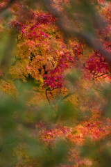 秋の鮮やかな紅葉の木の風景