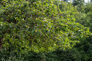 Baum in Deutschland mit Fr&uuml;chten 