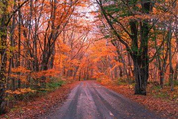 Obraz premium Autumn leaves fall leaves Japanese maple