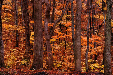 Autumn leaves fall leaves Japanese maple