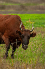 brown cow grazing in the field. place for text