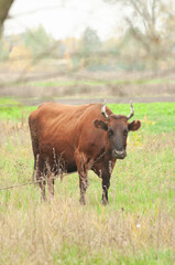 brown cow grazing in the field. place for text