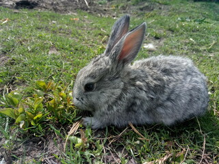 rabbit on the grass