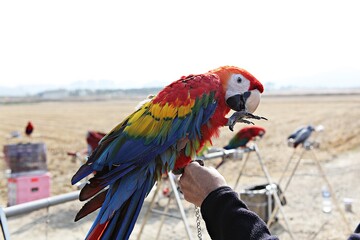 한국공원에서앵무새동호회회원님들을만나찍은사진입니다