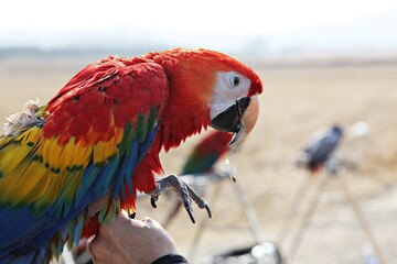 한국공원에서앵무새동호회회원님들을만나찍은사진입니다