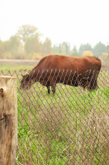 brown cow grazing in the field. place for text