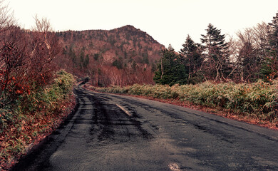 The leaves turn yellow.　The leaves turn red.　Autumn leaves　fall