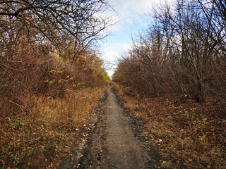 Fototapeta na wymiar path in autumn