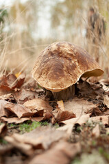 porcini mushroom in the meadow. Boletus edulis