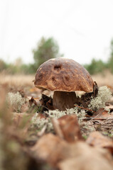 porcini mushroom in the meadow. Boletus edulis