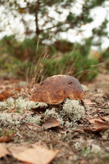 porcini mushroom in the meadow. Boletus edulis