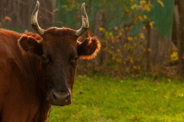 portrait of a brown cow in the garden.  cow looking at the camera