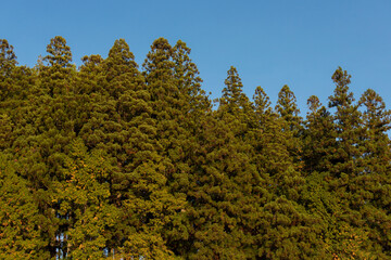 秋の松の木の森と綺麗な青空