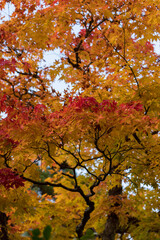 Fototapeta premium 秋の鮮やかな赤色の紅葉の風景