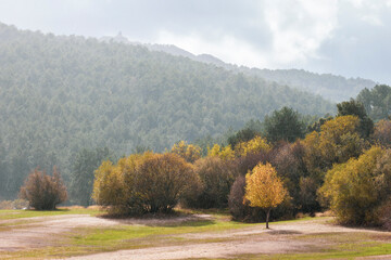 Fototapeta premium Horizontal shot, forest located in the national park of the mountain range of Guadarrama, Madrid, known as La Jarosa, during a rainy day in autumn