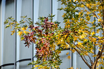 Rotterdam, The Netherlands, November 8, 2020: leaves of a sweetgum tree in various vibrant colors in front of the curved glass facade of the Rotterdam museum